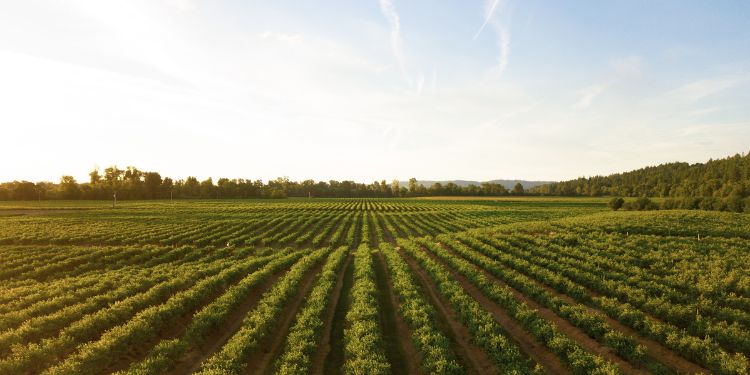 Imagen de cabecera del artículo dedicado a estudiar la agricultura de precisión y como la inteligencia artificial y la información basada en datos pueden mejorar este sector